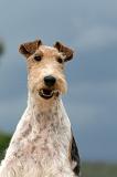 FOX TERRIER 647